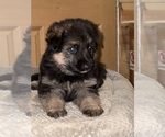 Small #5 German Shepherd Dog
