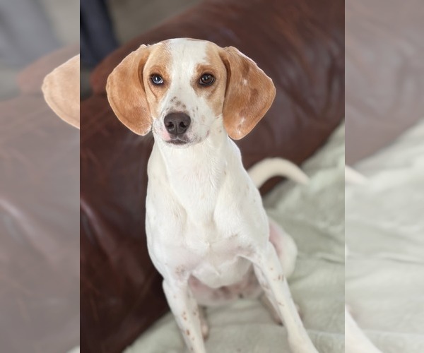 Medium Photo #9 American Foxhound-Beagle Mix Puppy For Sale in Dunnellon, FL, USA