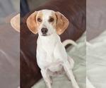 Small #8 American Foxhound-Beagle Mix