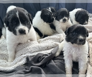 Great Pyrenees-Newfoundland Mix Puppy for sale in JACKSON, NJ, USA