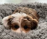 Small Photo #1 YorkiePoo Puppy For Sale in MONTGOMERY VILLAGE, MD, USA