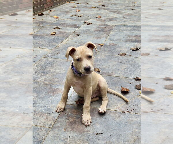 Medium Photo #9 Labrador Retriever-Unknown Mix Puppy For Sale in Mooresville, NC, USA