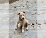 Small #8 Labrador Retriever Mix