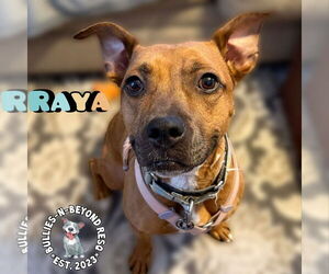 Raya - Female Boxer-Unknown Mix Dog for Adoption - Photo #5
