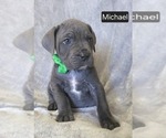 Puppy Michael Cane Corso