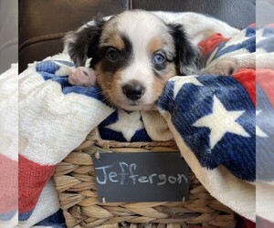 Medium Miniature Australian Shepherd