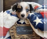 Puppy Jefferson Miniature Australian Shepherd