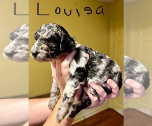 Poodle (Standard) Puppy for sale in SPARTANBURG, SC, USA