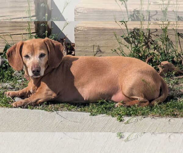 Medium Photo #3 Dachshund Puppy For Sale in Shelbyville, TN, USA