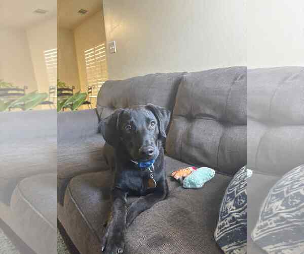 Medium Photo #5 Labrador Retriever-Unknown Mix Puppy For Sale in San Diego, CA, USA