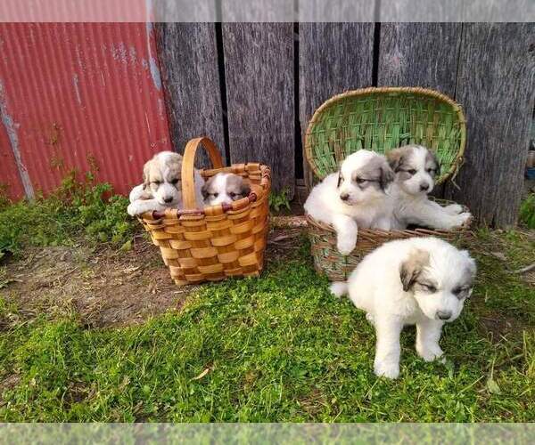 Medium Photo #3 Great Pyrenees Puppy For Sale in VERGENNES, IL, USA