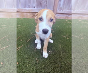 Rhodesian Ridgeback-Unknown Mix Dogs for adoption in The Woodlands, TX, USA