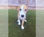 Small Rhodesian Ridgeback Mix