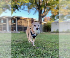 Rat-Cha Dogs for adoption in Princeton, MN, USA
