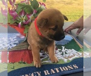 Shiba Inu Puppy for sale in INALA, OK, USA
