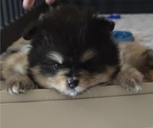 Medium Pomeranian