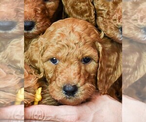 Medium Poodle (Standard)