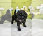 Small Photo #23 Bernedoodle (Miniature) Puppy For Sale in BLACK FOREST, CO, USA