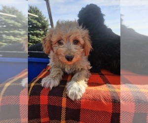 Goldendoodle (Miniature) Puppy for Sale in NAPPANEE, Indiana USA