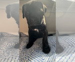 Small #9 Cane Corso