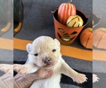 AKC Camero male - Male Chihuahua Puppy for Sale - Photo #2