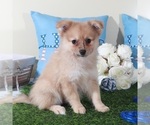 Small #1 Pomeranian