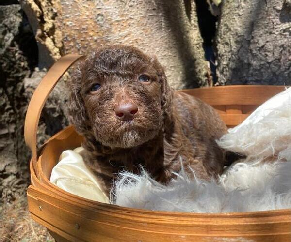 Medium Photo #1 Goldendoodle Puppy For Sale in HILLSBORO, OH, USA