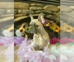 Small Photo #1 French Bulldog Puppy For Sale in PASO ROBLES, CA, USA