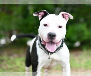 American Bulldog-Unknown Mix Dogs for adoption in Tavares, FL, USA