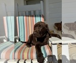 Puppy G man Labrador Retriever