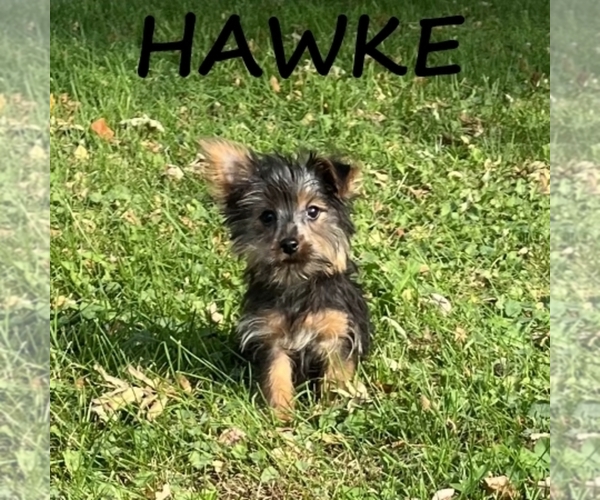 Medium Photo #1 YorkiePoo Puppy For Sale in HARTLAND, MN, USA