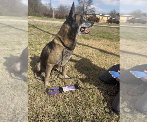 Medium Photo #2 Mutt Puppy For Sale in Imlay City, MI, USA