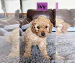 Puppy Ivy Goldendoodle (Miniature)