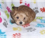 Small Photo #14 Morkie Puppy For Sale in ORO VALLEY, AZ, USA