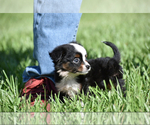 Small #5 Miniature Australian Shepherd