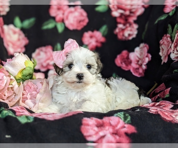 Medium Photo #4 -Maltese Mix Puppy For Sale in LEOLA, PA, USA