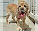 Small #6 Cocker Spaniel