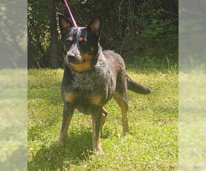 260344  Bama - Female Mutt Dog for Adoption - Photo #2