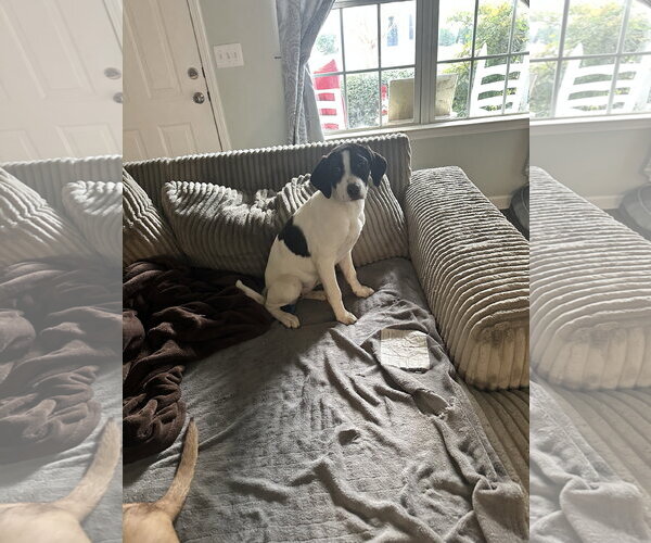 Medium Photo #4 Labrador Retriever-Unknown Mix Puppy For Sale in Ball Ground, GA, USA