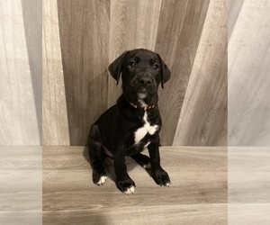 American Pit Bull Terrier-German Shepherd Dog Mix Puppy for sale in AMSTERDAM, NY, USA