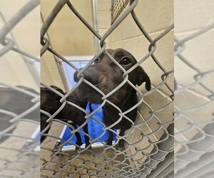 Labrador Retriever-Unknown Mix Dogs for adoption in Ocala, FL, USA