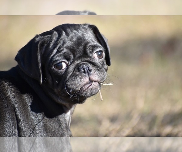 Medium Photo #6 Pug Puppy For Sale in PALM COAST, FL, USA