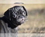 Small #5 Pug
