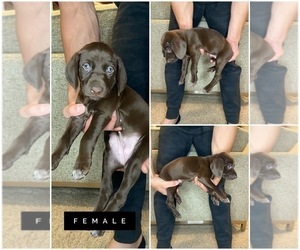 German Shorthaired Pointer Puppy for sale in OREM, UT, USA