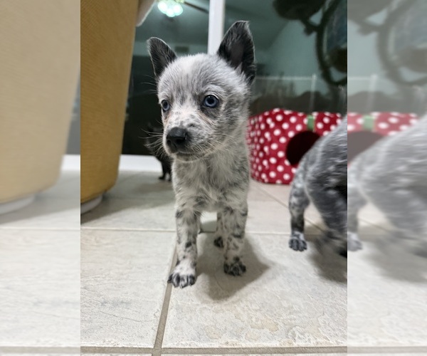 Medium Photo #5 Australian Cattle Dog Puppy For Sale in SIMI VALLEY, CA, USA