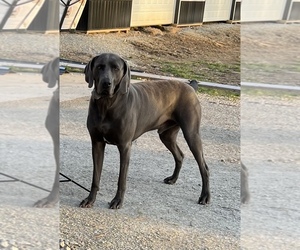 Father of the Weimaraner puppies born on 02/24/2022
