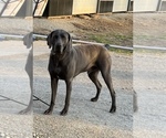 Small Photo #1 Weimaraner Puppy For Sale in SPRINGFIELD, OH, USA