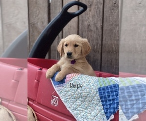 Golden Retriever Puppy for Sale in SONORA, Kentucky USA