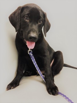 Medium Photo #1 Labrador Retriever Puppy For Sale in COLLEGE STA, TX, USA