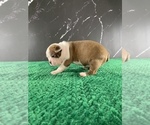 Small Photo #33 Boston Terrier Puppy For Sale in TULARE, CA, USA